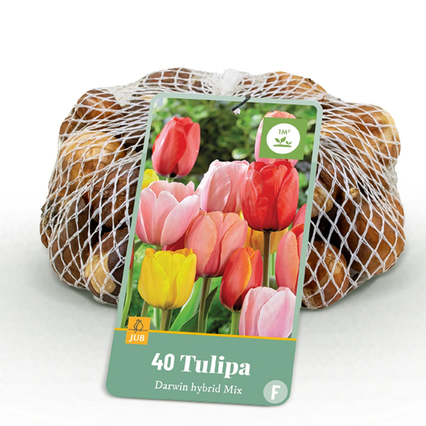 Tulp Darwin Hybride Mix in diverse kleuren – 40 bloembollen maat 10/12 – kleurrijke en sterke tulpen voor border, balkon en terras.