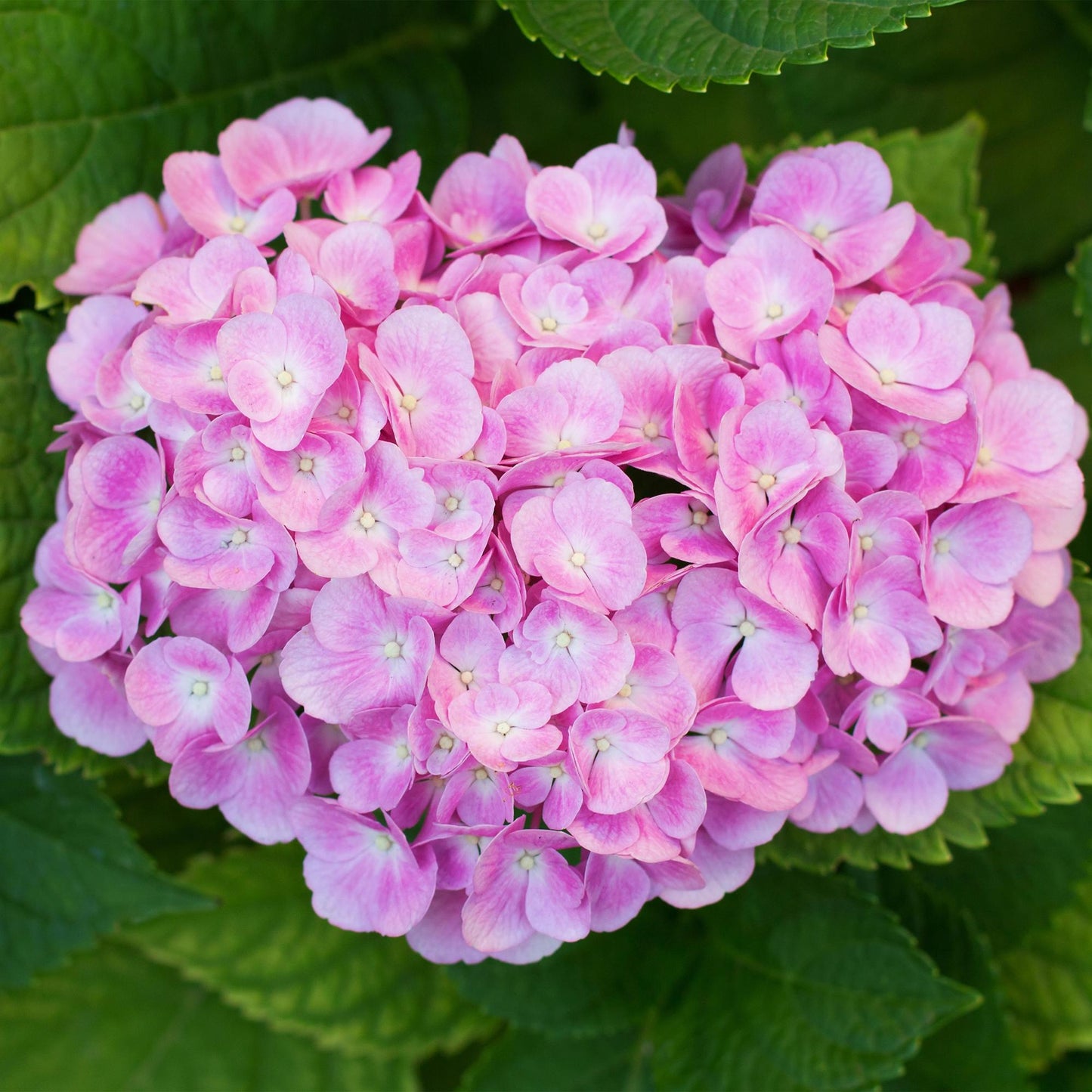 Hydrangea macrophylla Roze – hortensia met grote bolvormige roze bloemen – ideaal voor tuin, border of pot