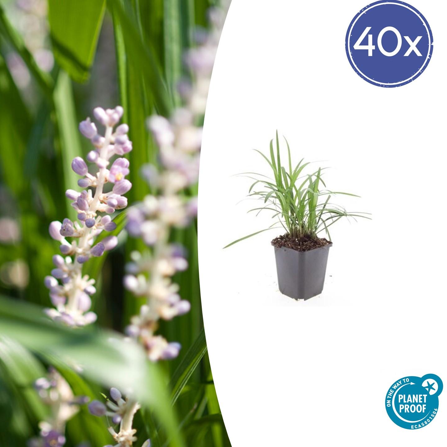 40x Liriope muscari 'Monroe White' - ↕10-25cm - Ø9cm. Lilie.