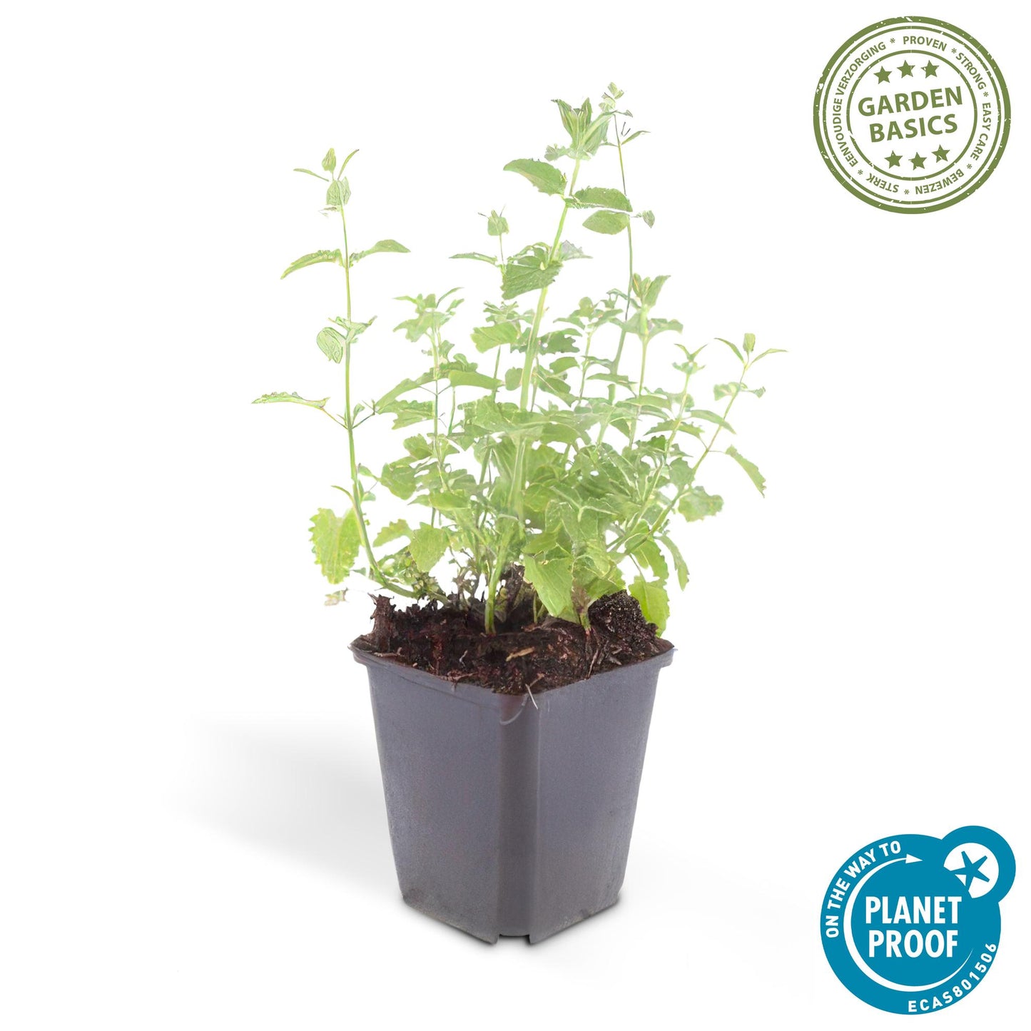Nepeta 'Six Hills Giant' Buitenplant | Kattenkruid
