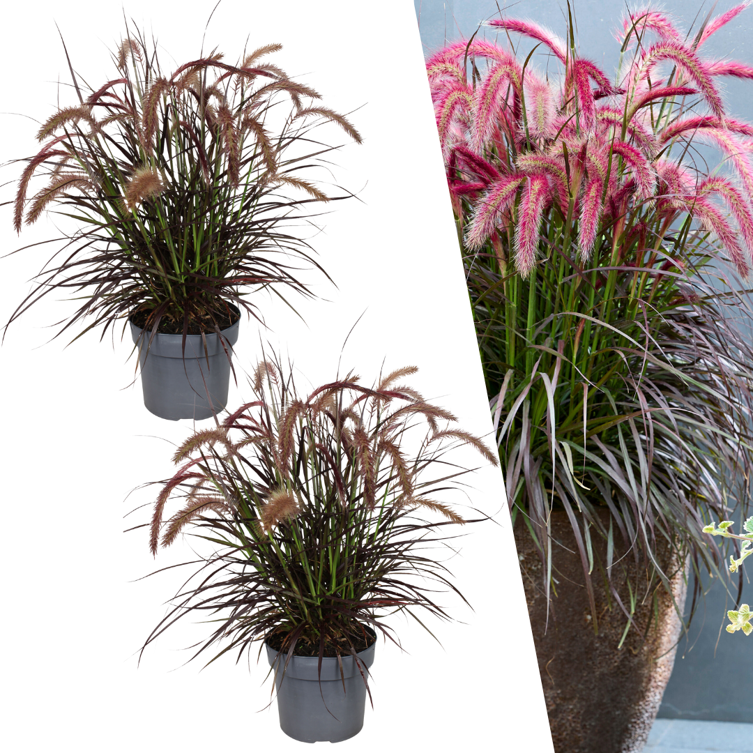 Pennisetum lampenpoetser bij planttoday