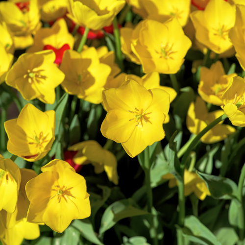 Tulpenbollen Strong Gold – klassieke gele tulpen met stevige stelen – 20 stuks maat 11/12 – geschikt voor tuin, border, pot en als snijbloem – KH Bloembollen®