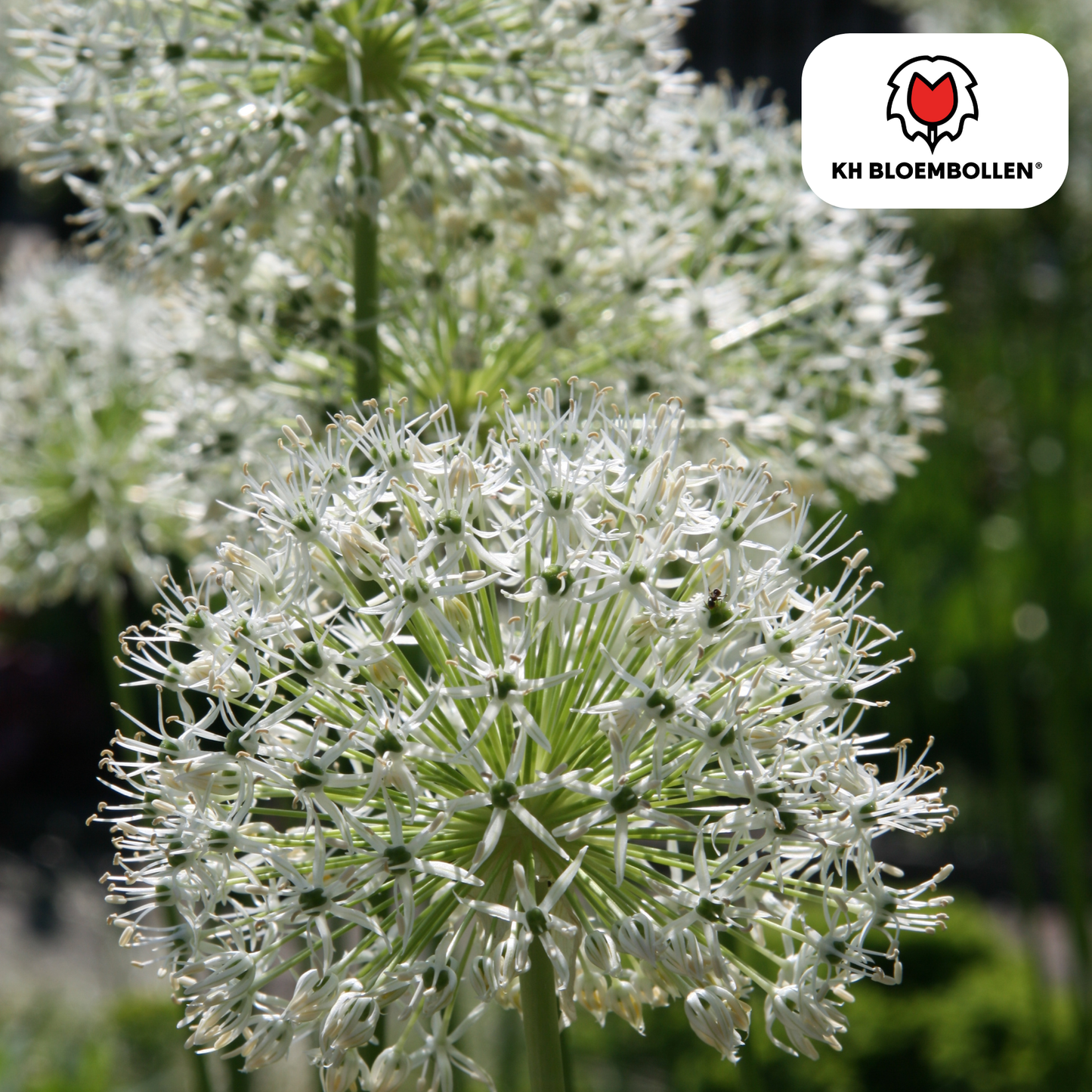 Allium White Giant met grote witte bolvormige bloemen in de tuin - 5 stuks