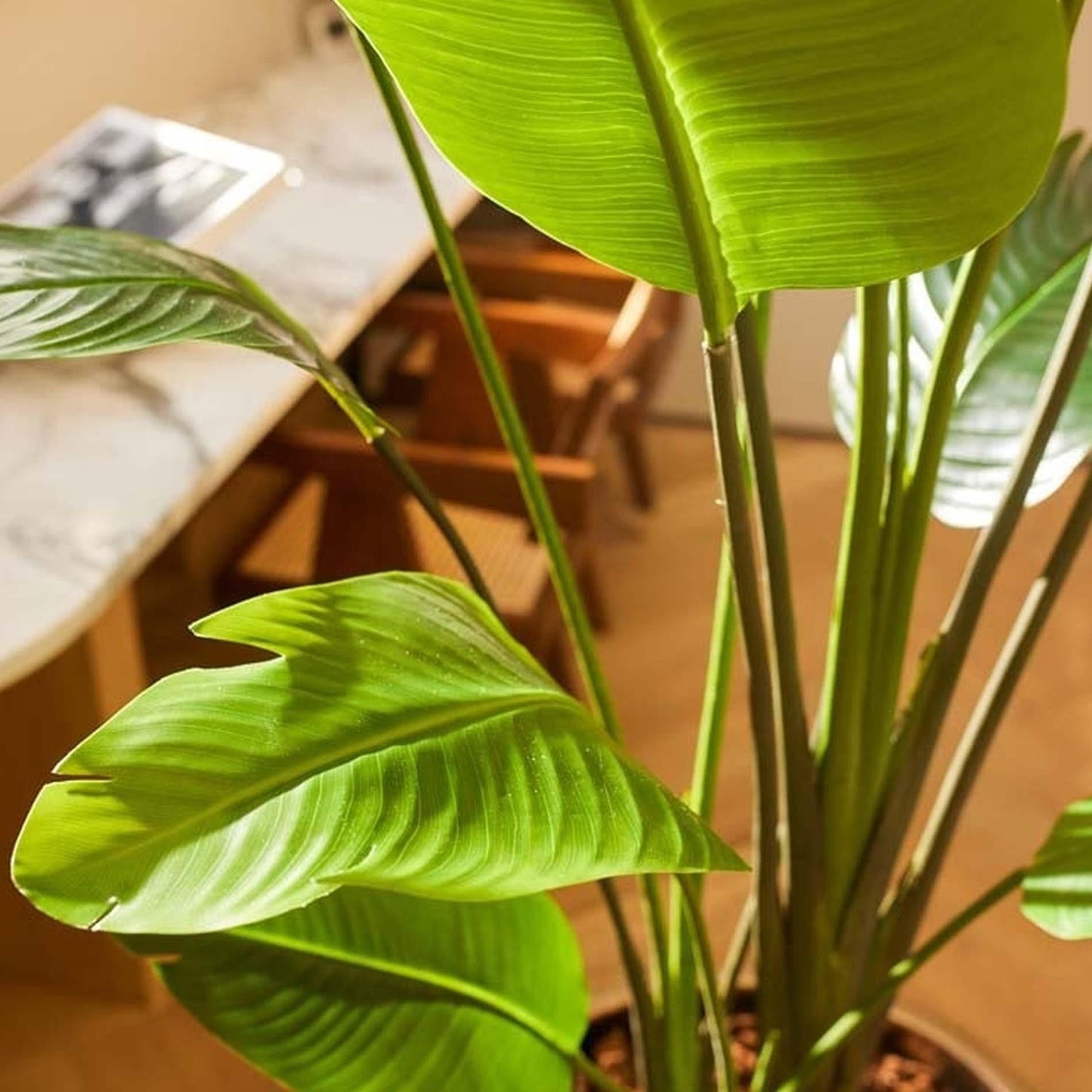 Strelitzia Nicolai kunstplant van 180 cm hoog in zwarte pot, met realistische bananenbladachtige bladeren in diepgroen. Planttoday