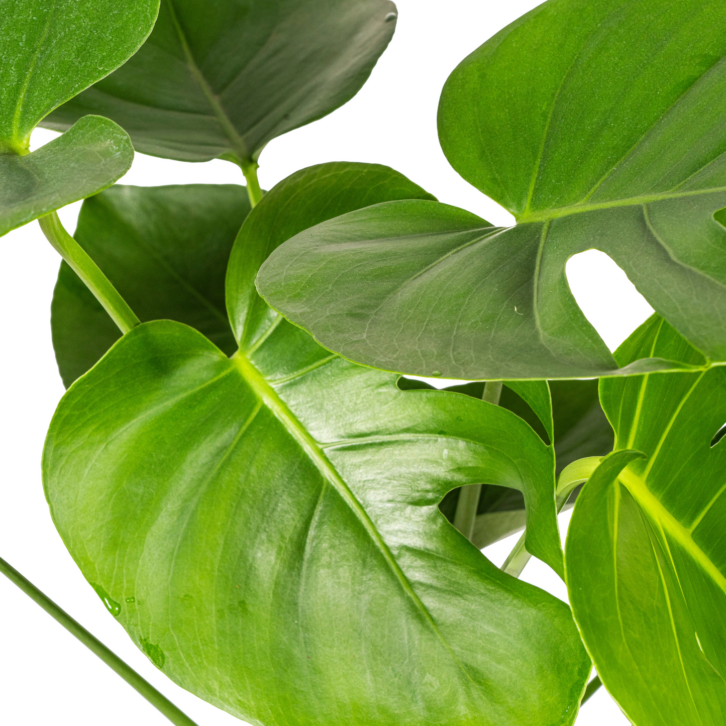 Monstera Deliciosa Tauerii Ø19cm – 70-90cm | Planttoday
