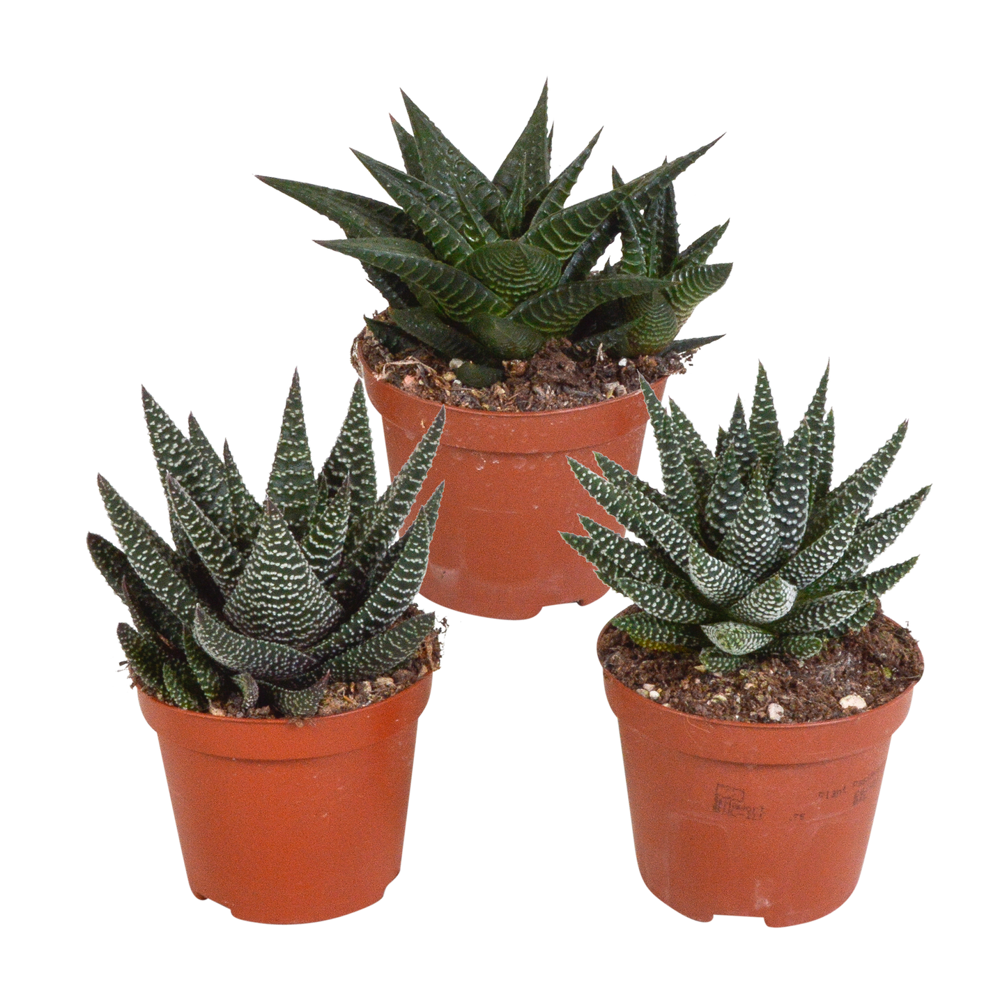 Mix van 3 Gasteria’s en Haworthia’s in verschillende kleuren, hoogtes en vormen – kamerplanten van topkwaliteit