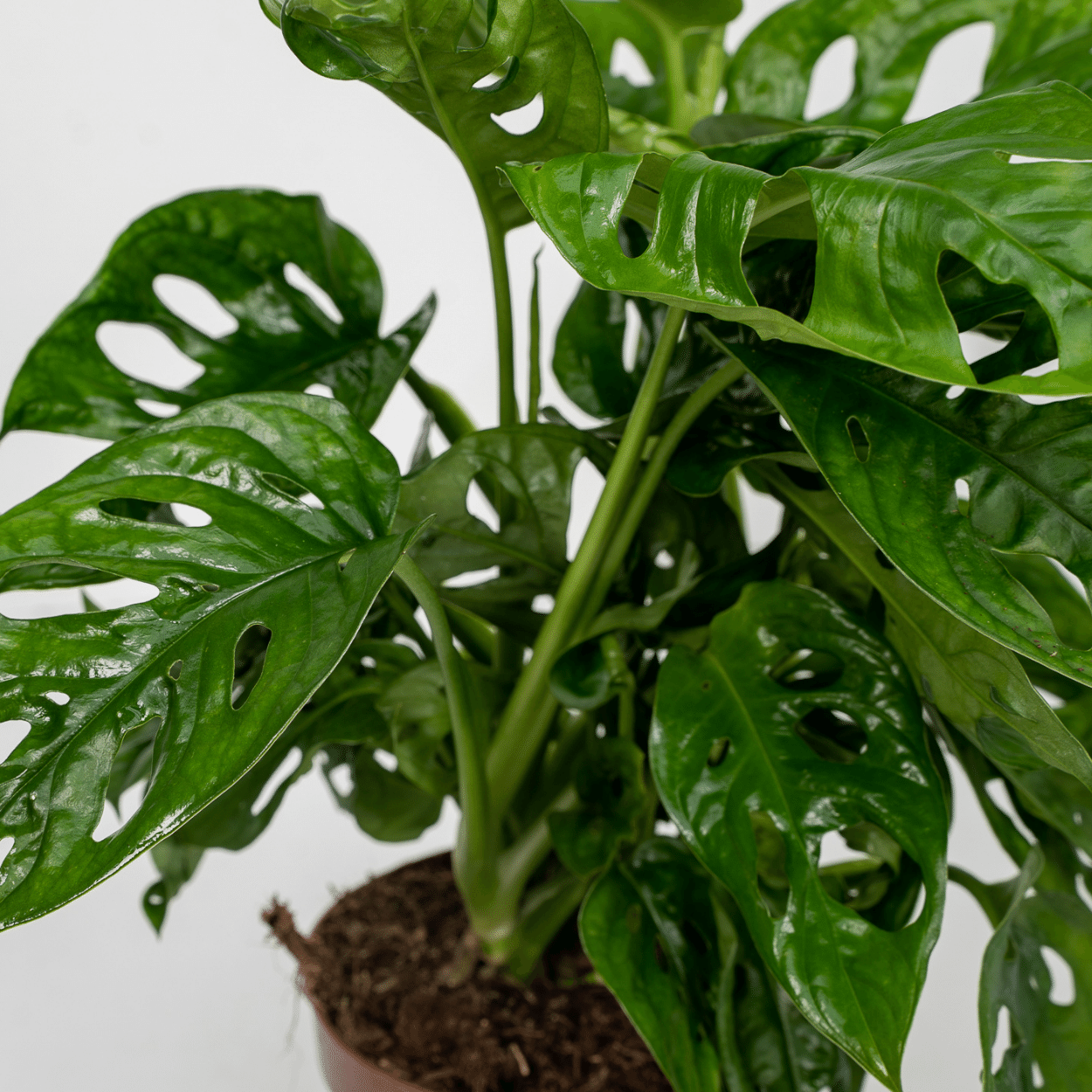 2x Monstera Monkey Leaf (Gatenplant) – kamerplant met unieke gaten en open bladranden – pot Ø12 cm, hoogte ca. 30 cm – onderhoudsvriendelijke binnenplant