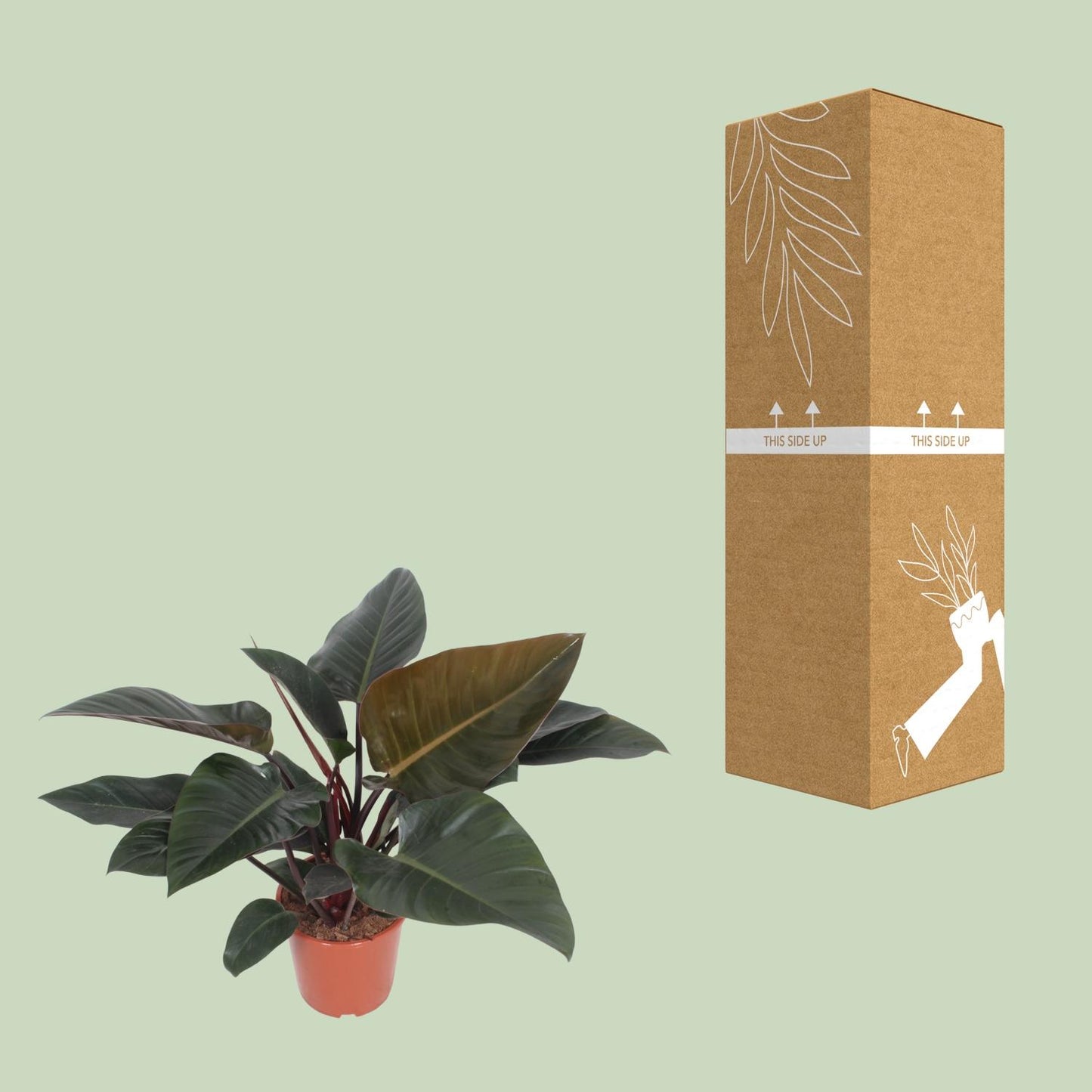 Philodendron Congo Red in potmaat 27 cm – kamerplant met glanzende groene bladeren en rode onderzijden
