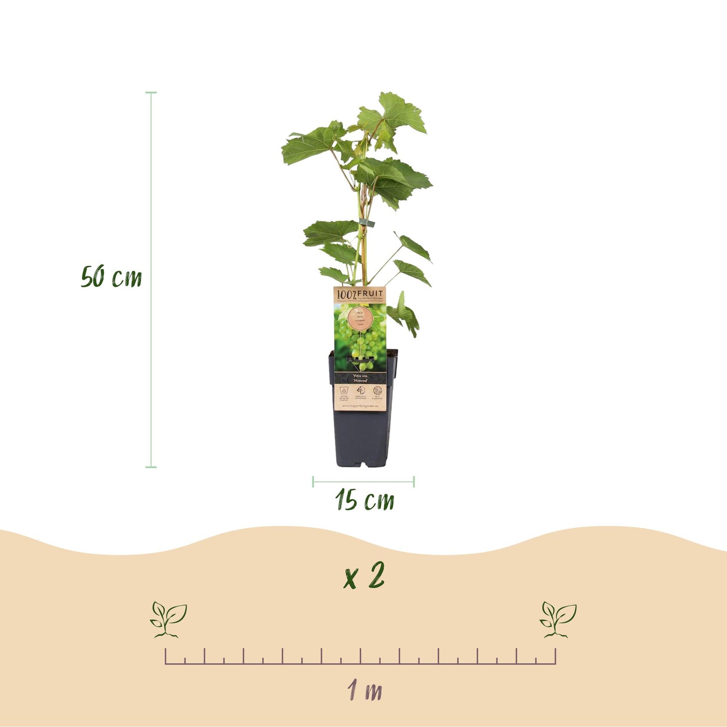 Paarse & Witte Druif - Vitis vinifera Vanessa & Himrod - Pitloos - 2 planten - Pot 15cm Hoogte 50cm
