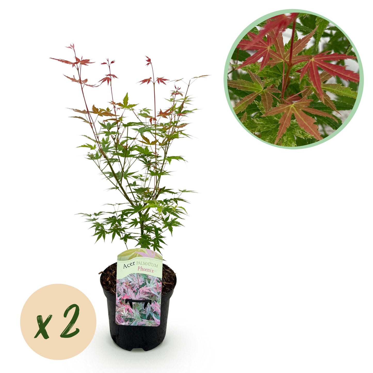 Japanse Esdoorn - Acer palmatum Phoenix - Roze - 2 Planten - Bladverliezend - Pot 19cm Hoogte 70cm