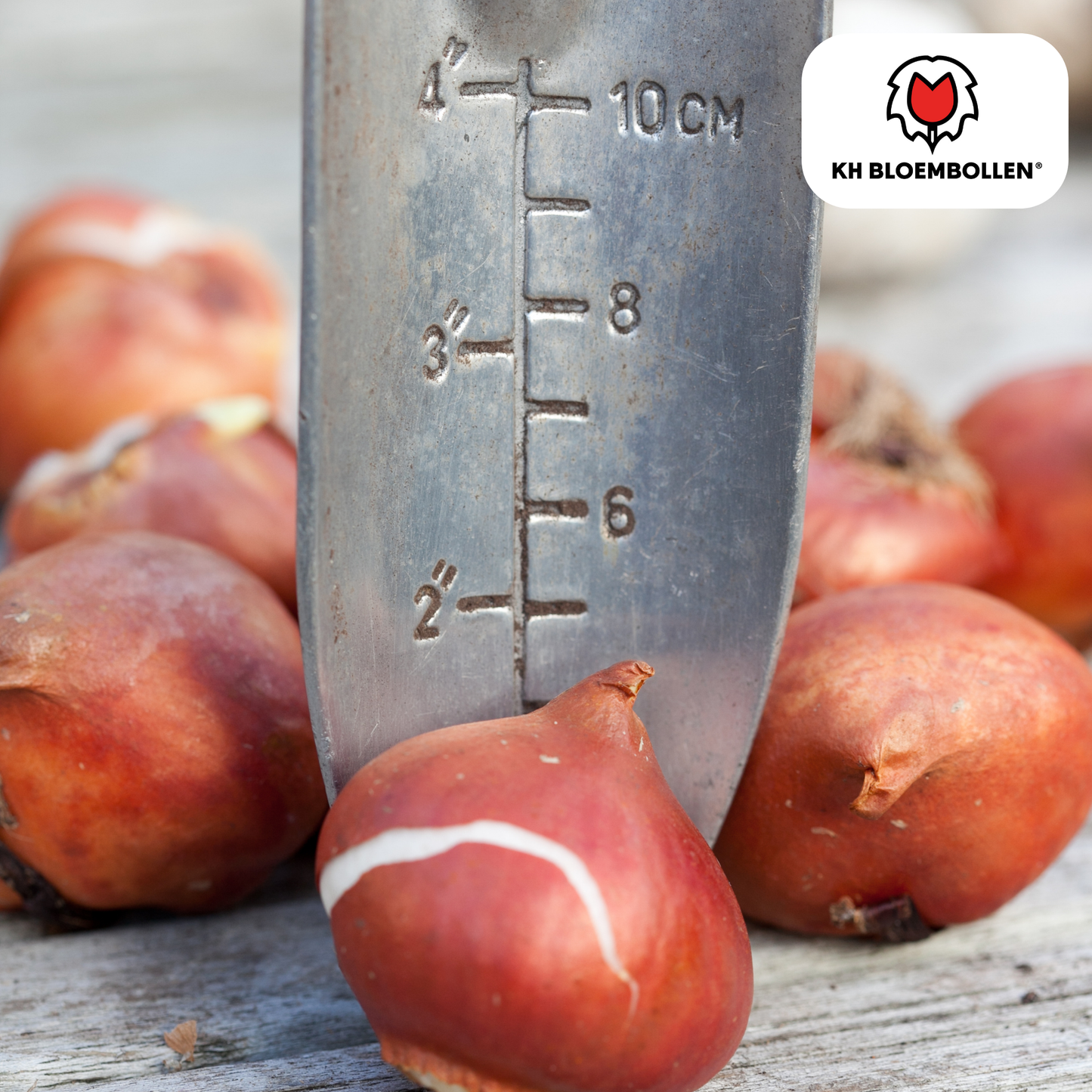 20 Oranje Dafeng Tulpenbollen – Grootbloemig