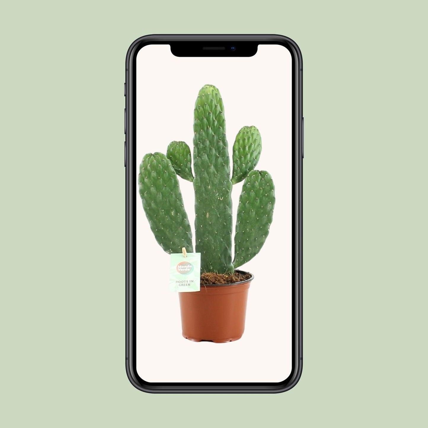 Opuntia Rubescens Consolea - Ø12cm - ↕35cm - Cactus