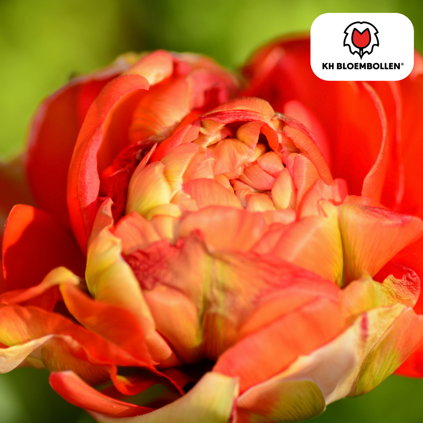 Tulpenbollen Gudoshnik Double – 20 stuks – Geel, Oranje & Rood – Dubbelbloemige Pioentulp – KH Bloembollen®