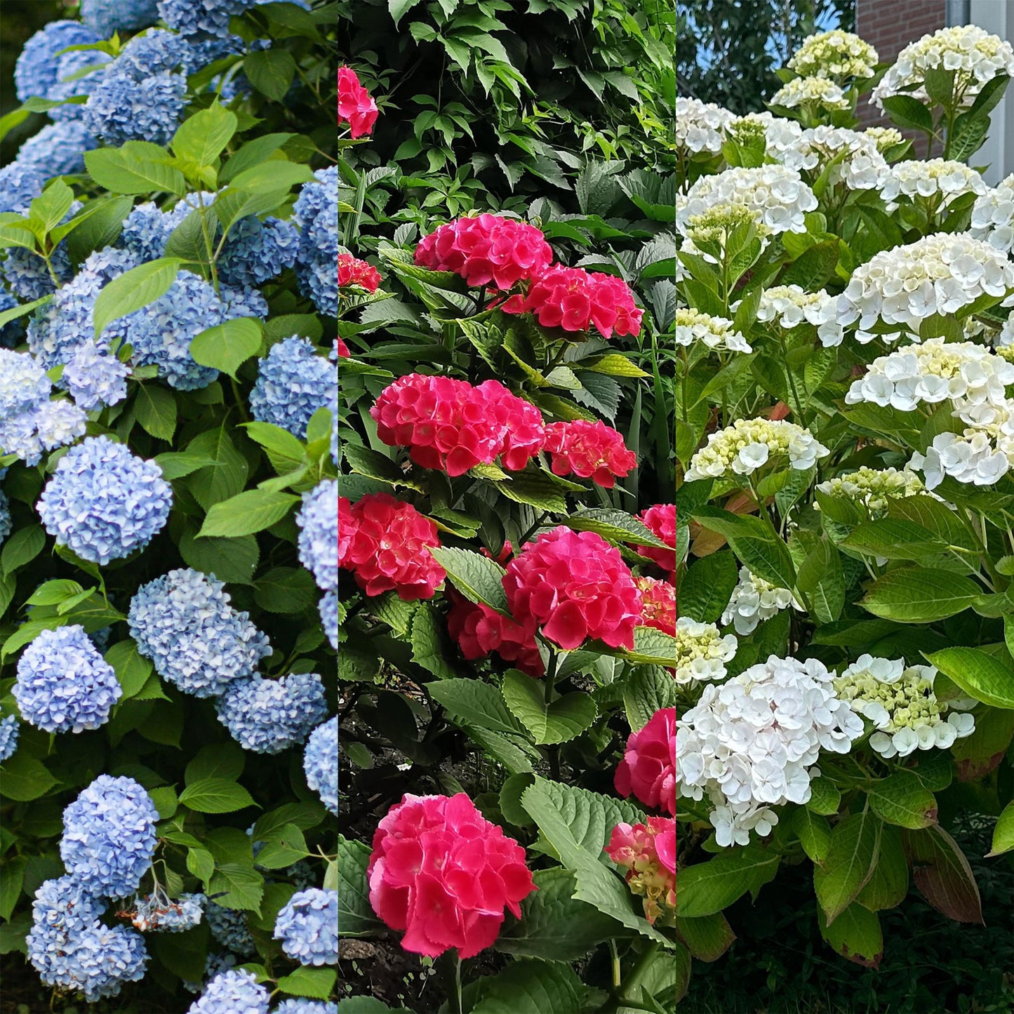 Hydrangea macrophylla Tricolour – Hortensia met roze, witte en blauwe bloemen, geschikt voor tuin, border of terras, bloeit van juni tot september.