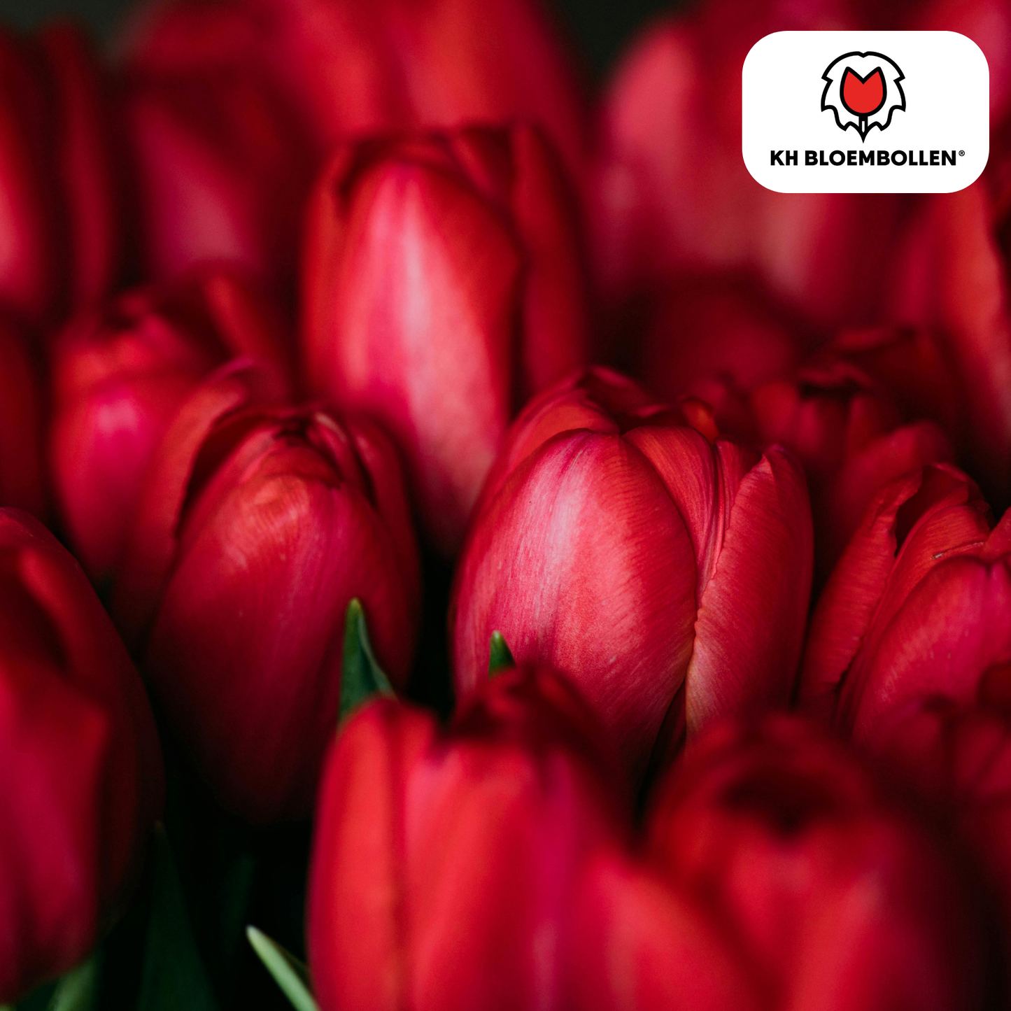 Close-up van rode Ile de France tulp in bloei met fluweelrode bloembladeren