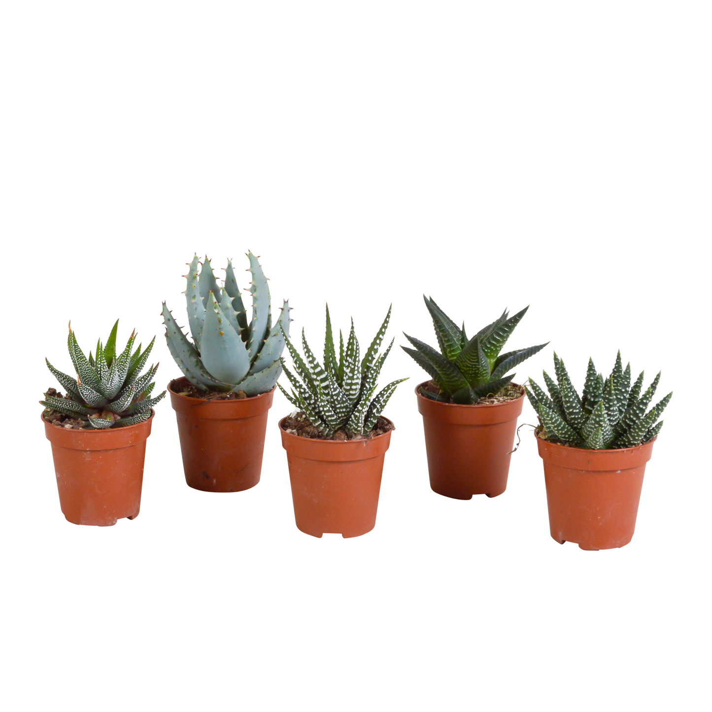 Set van 5 Gasteria/Haworthia mix (Ø5,5 cm, zonder pot) – compacte en sterke kamerplanten in diverse vormen en kleuren