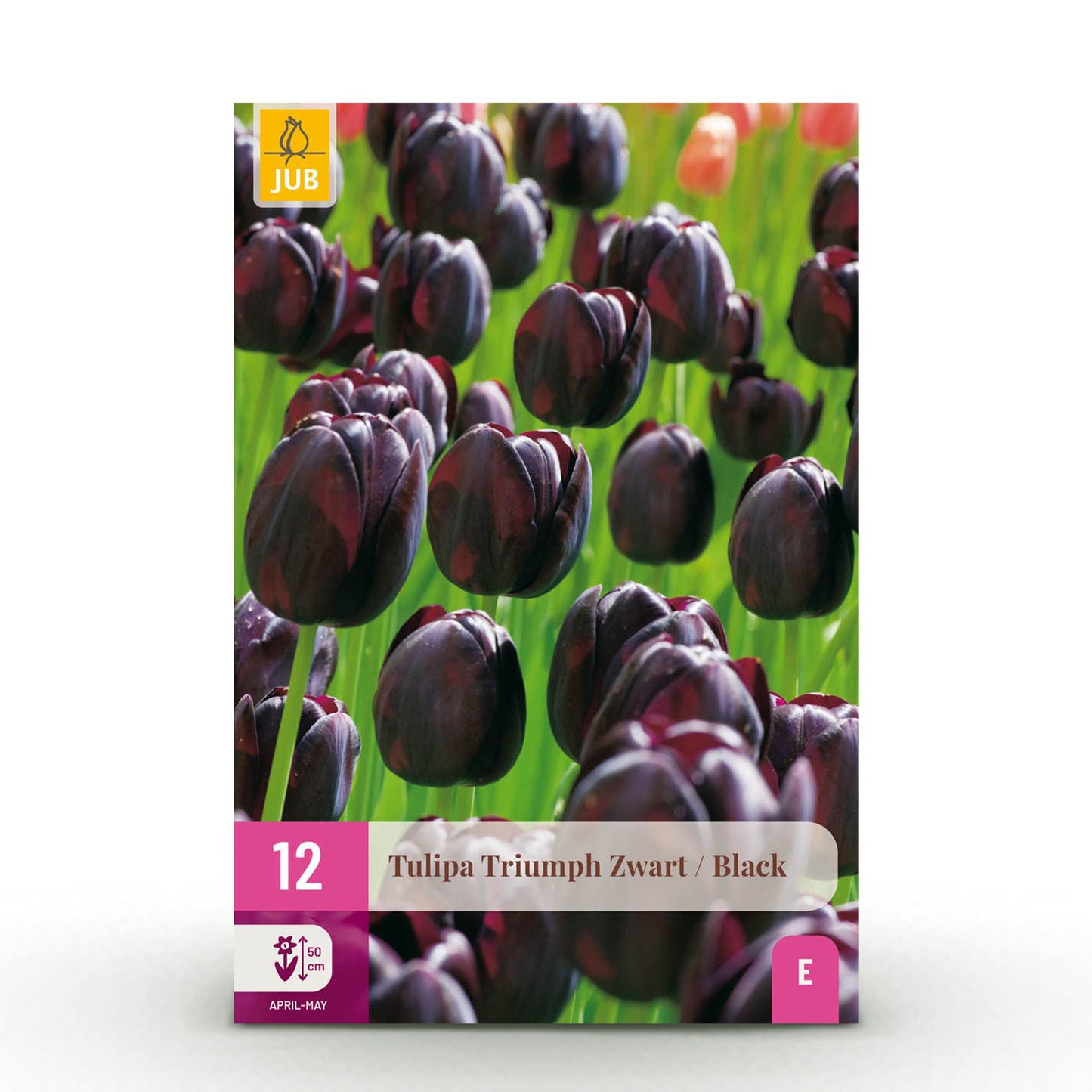 Tulp Triumph Black - Kleur Donker Paars