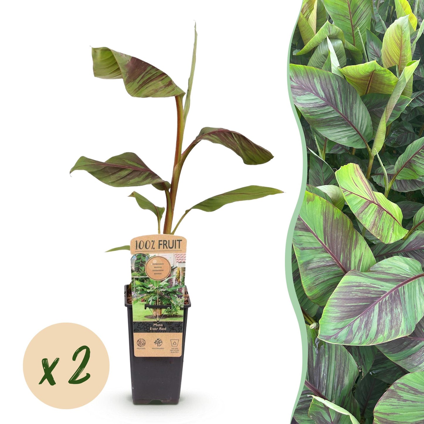 Musa Ever Red – Japanse vezelbanaan fruitplant, set van 2 planten in pot Ø15cm, hoogte circa 50cm, met opvallende rode vruchten.