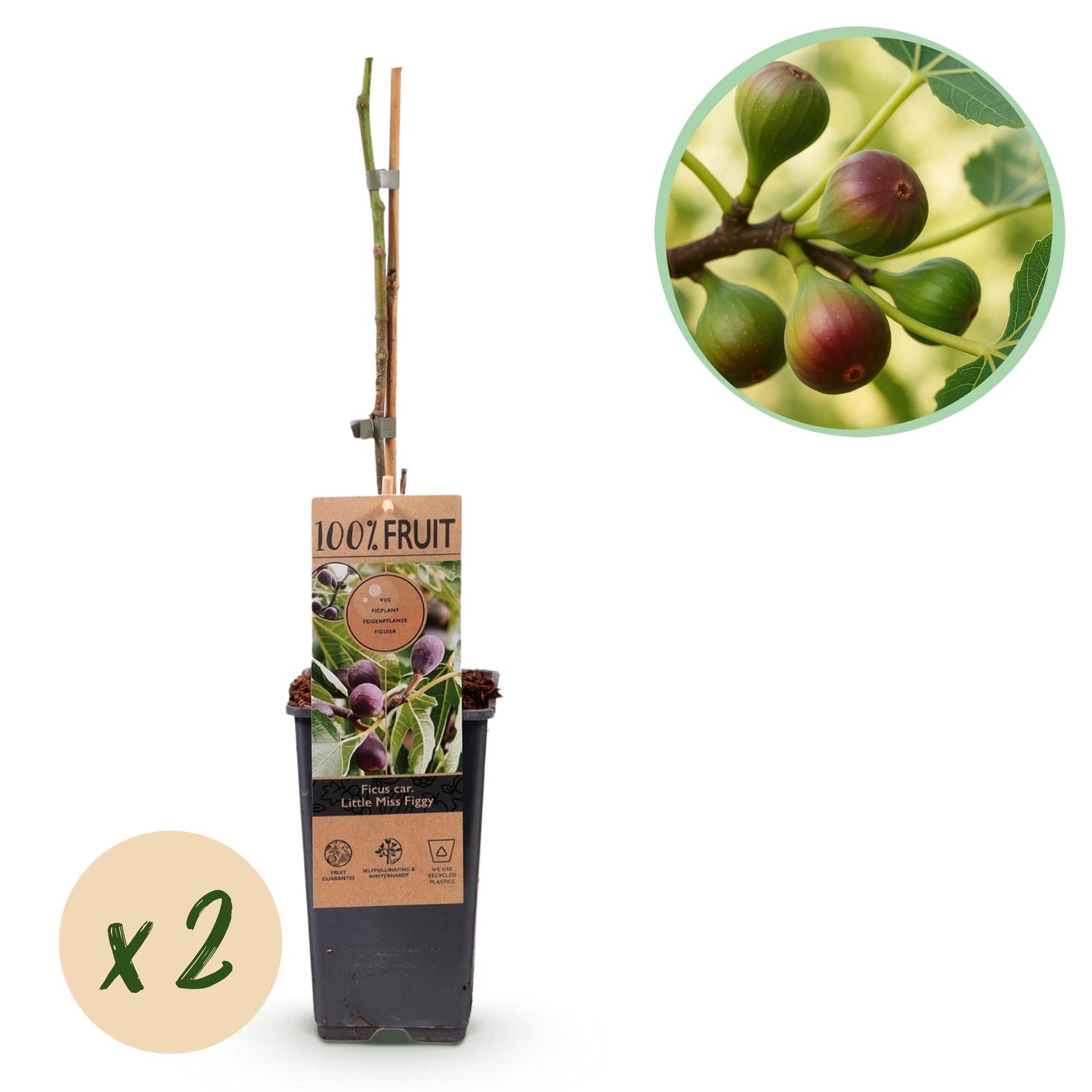 Ficus caria ‘Little Miss Figgy’ – compacte vijgenboom fruitplant, set van 2 planten in pot Ø15cm, hoogte ongeveer 50cm, met rode vruchten.”