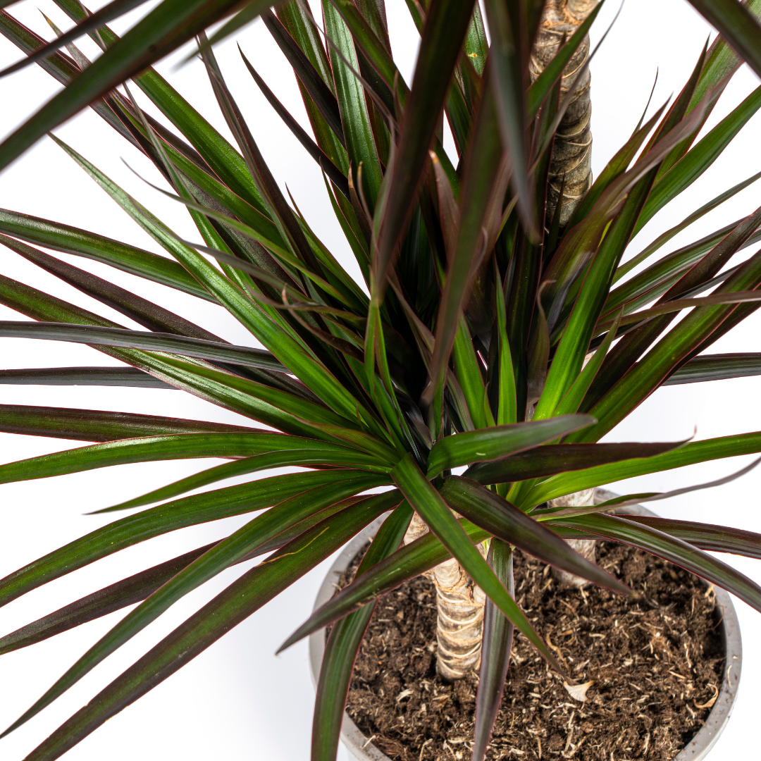 Dracaena Marginata Magenta – Luchtzuiverende Kamerplant