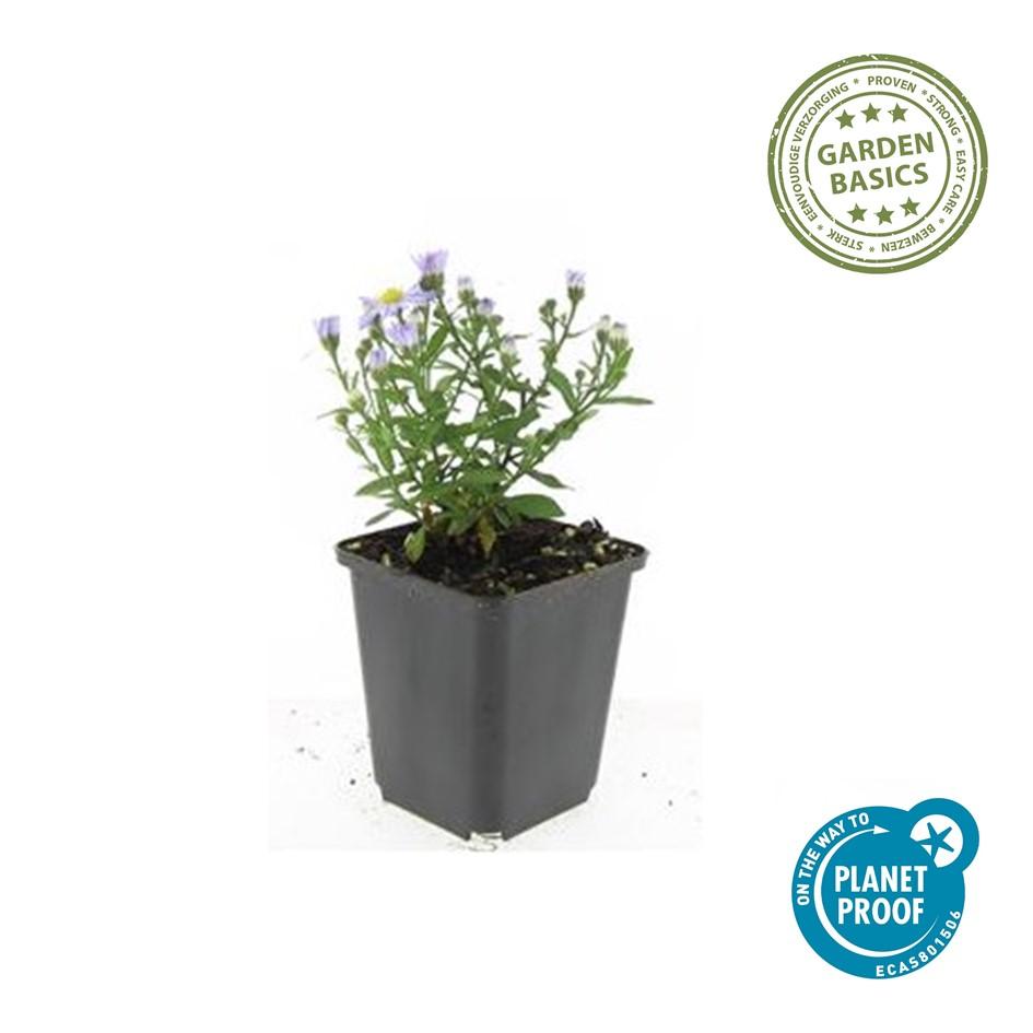 “Aster D Prof. Anton Kippenberg herfstaster met paarse bloemen in kweekpot Ø9cm, hoogte 10-25cm, tuinplant voor borders, potten, snijbloemen en vlinders”