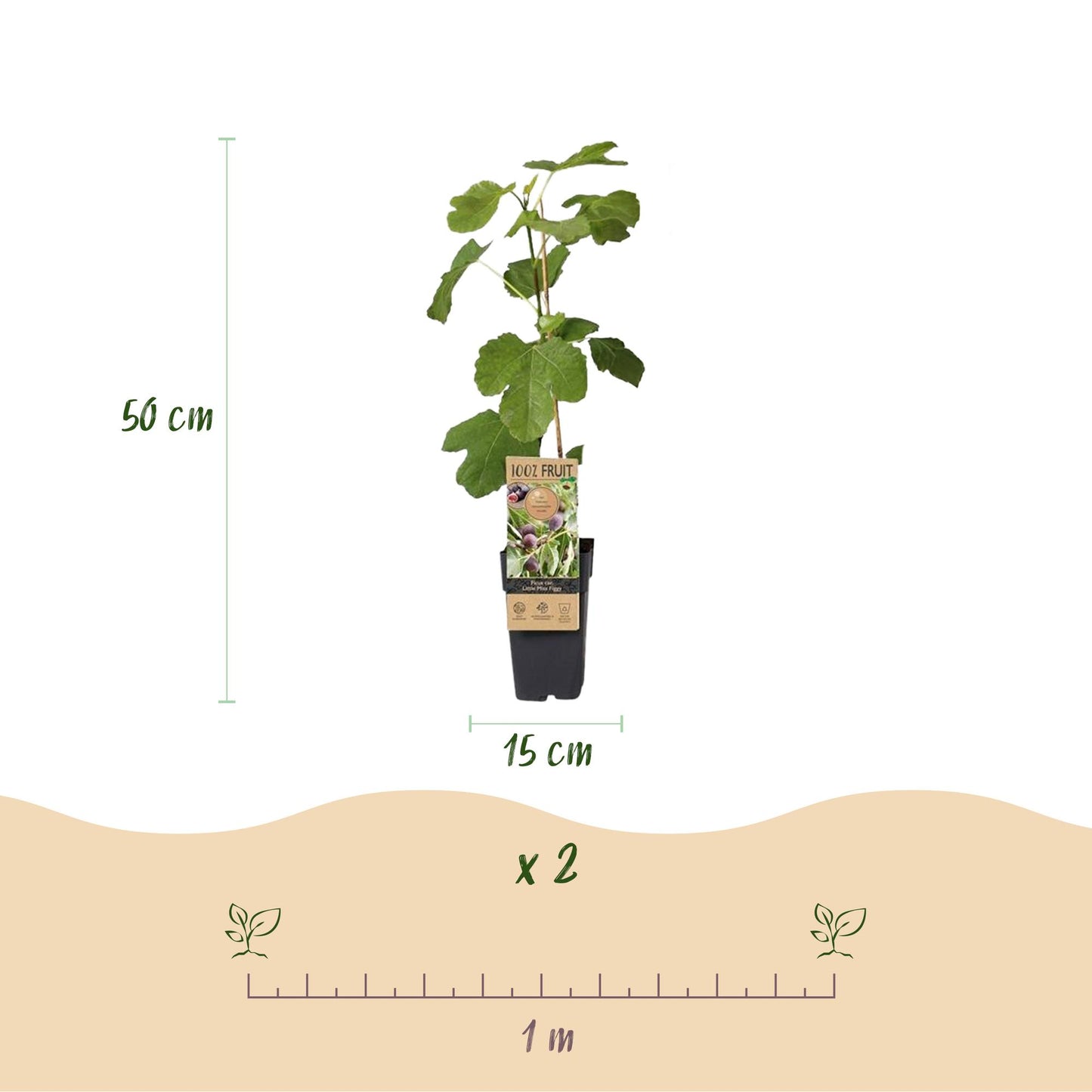 “Ficus caria ‘Little Miss Figgy’ – compacte vijgenboom fruitplant, set van 2 planten in pot Ø15cm, hoogte circa 50cm, met rode vijgen.”