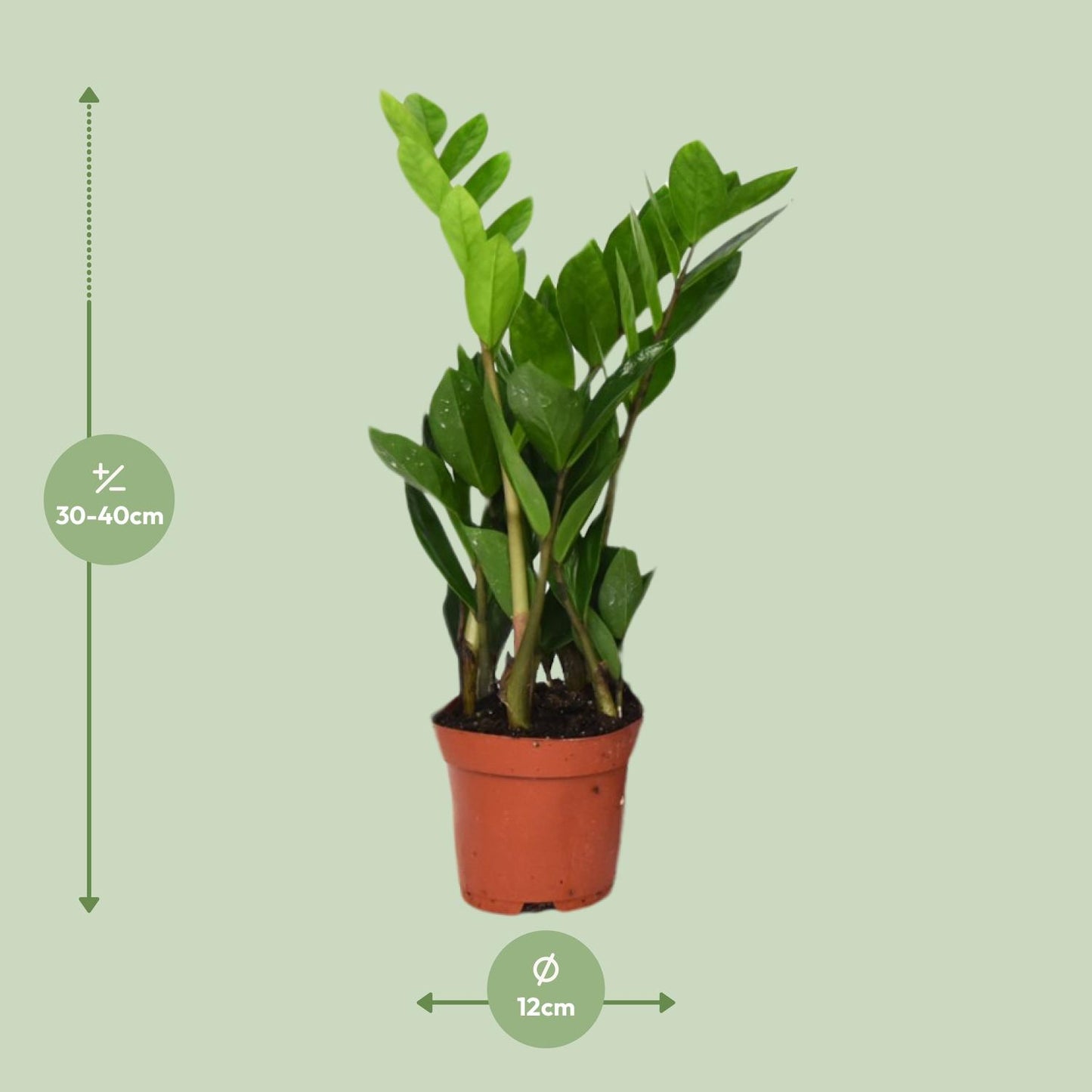 Zamioculcas Zamiifolia - ZZ-plant