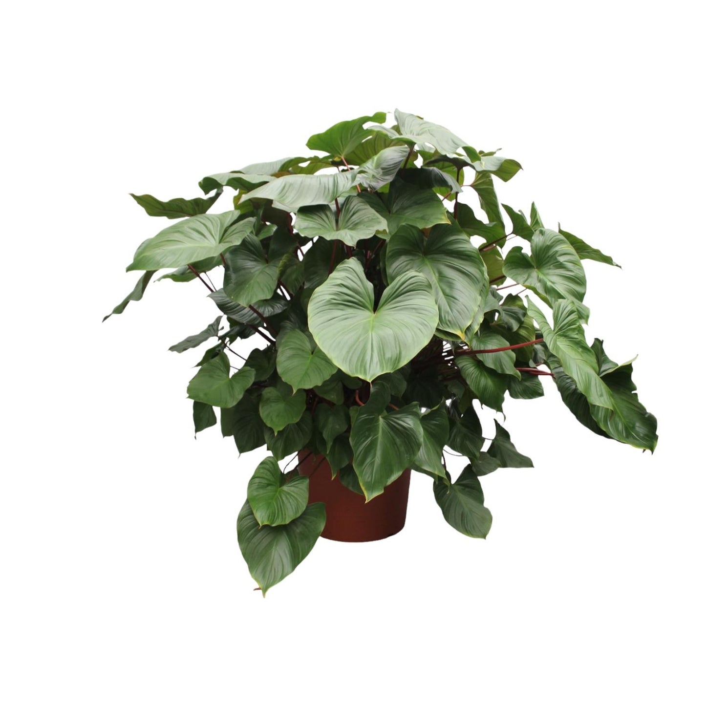 Homalomena Rubescens Maggy - 170 cm - ø60. tropische schoonheid