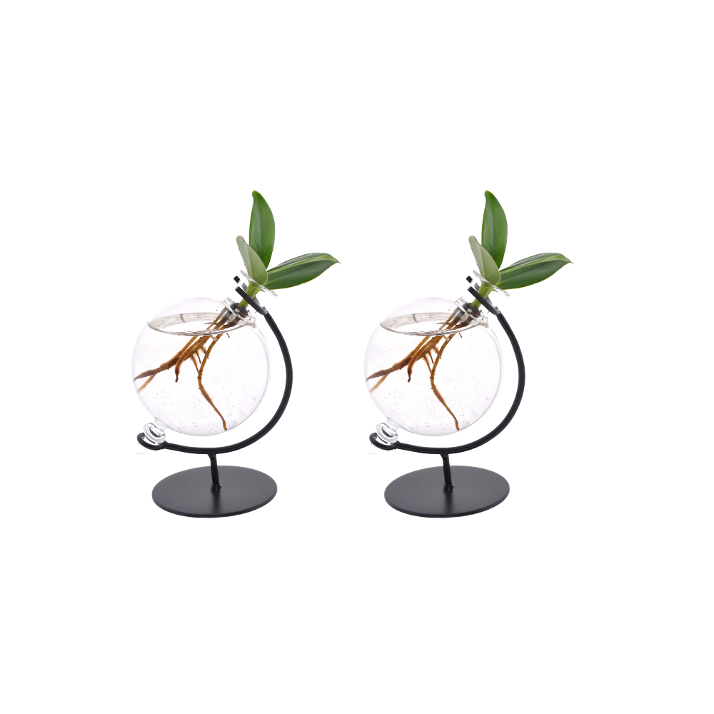 Clusia in Victoria Glas Kamerplant | Clusia