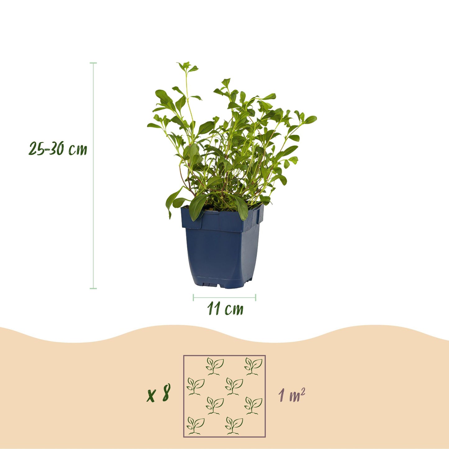 Borderpakket - Bodembedekkend - 8 Vaste planten - 1 m2 - Diversen kleuren - Weinig Onderhoud - Pot 11cm