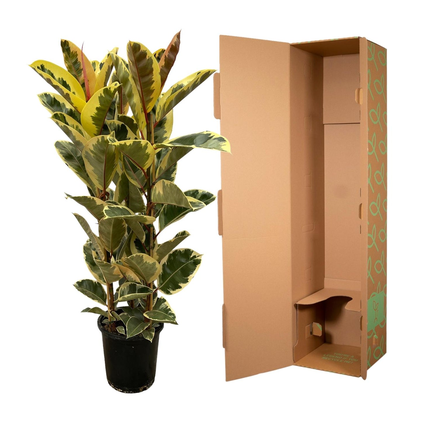Ficus Elastica ‘Tineke’ – rubberplant van ±150 cm hoog met grote glanzende donkergroene bladeren in pot Ø28cm"