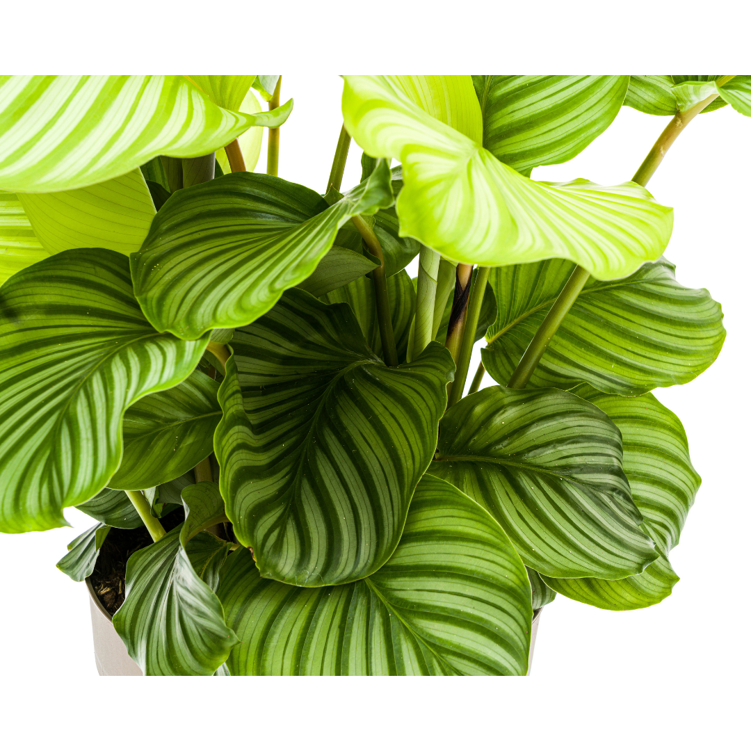 Calathea Orbifolia Ø27cm - ↕70 - 90cm Zilver.