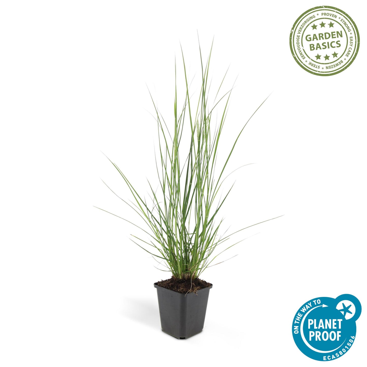 Pennisetum alopecuroides 'Hameln' – 6 siergrassen in Ø9 cm pot – romige pluimen, onderhoudsvriendelijk, geschikt voor borders, potten en solitair in tuin