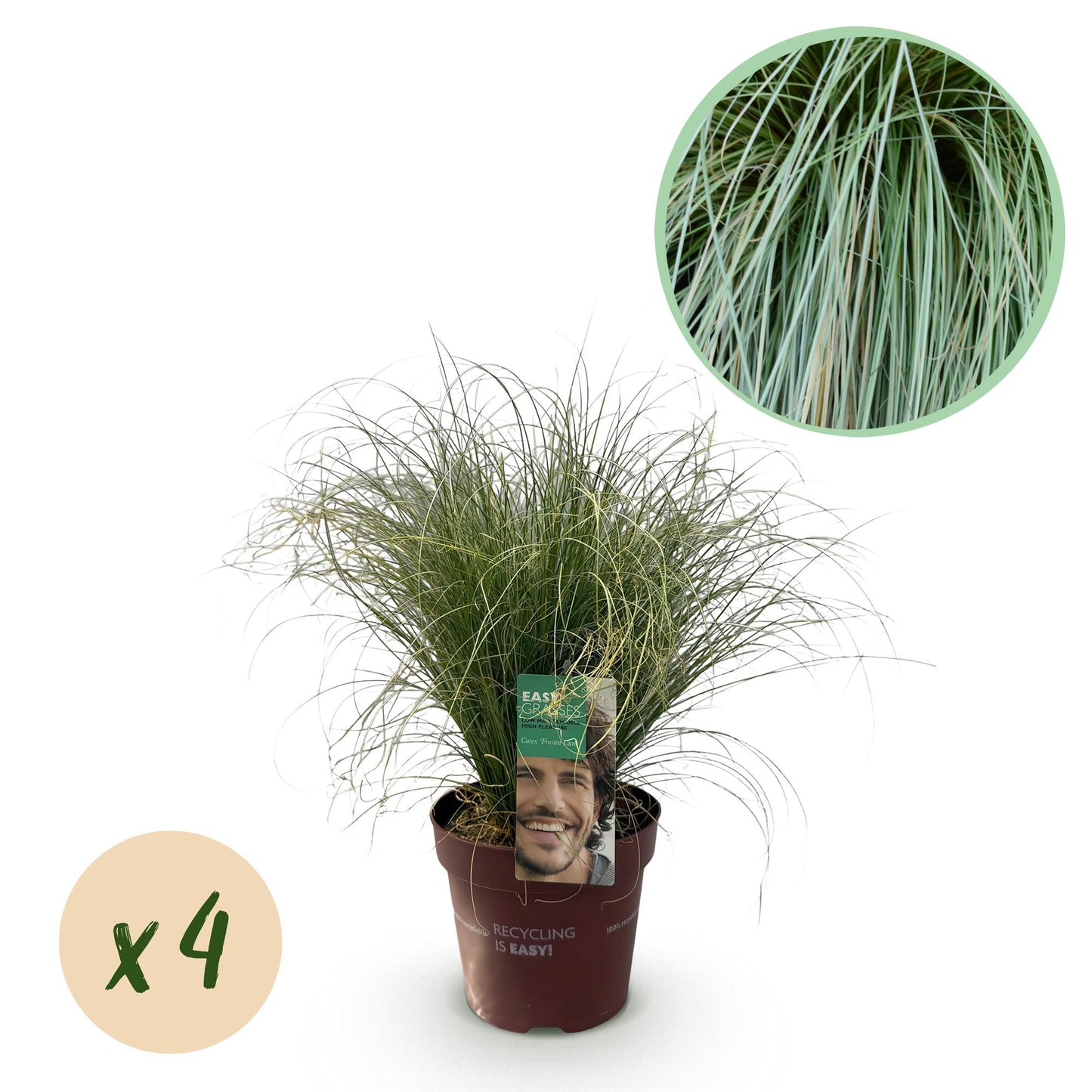 Bladhoudend siergras Carex comans met zilvergroene bladeren