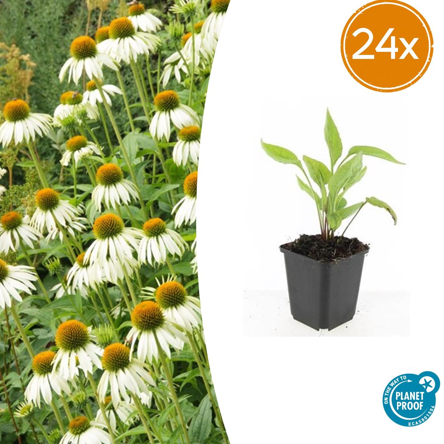 PLANTTODAY.Echinacea purpurea 'White Swan' witte zonnehoed bloeiend in de tuin – Ø9 cm, 10–25 cm hoog