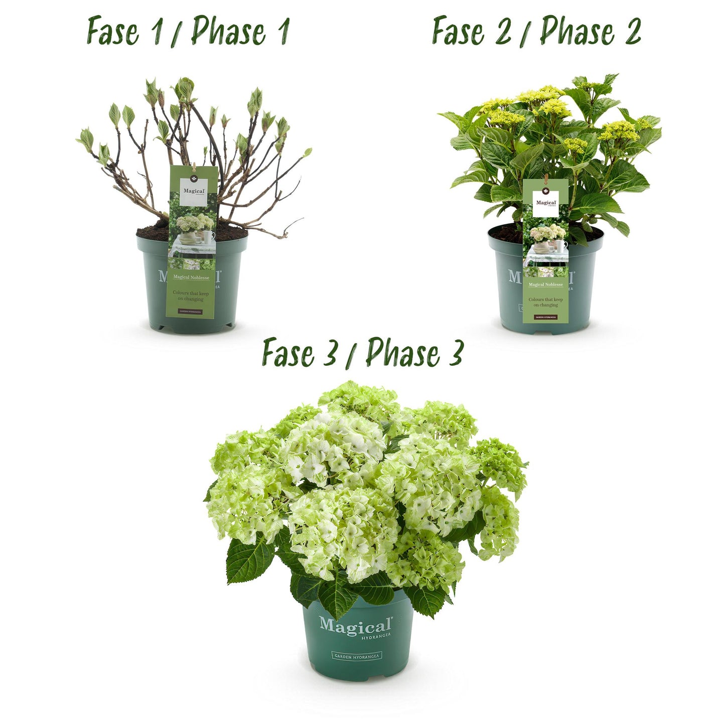 Hortensia - Hydrangea Magical Nobless - Wit - 6-10 Bloemen - 2 Planten - Pot 23cm Hoogte 55cm