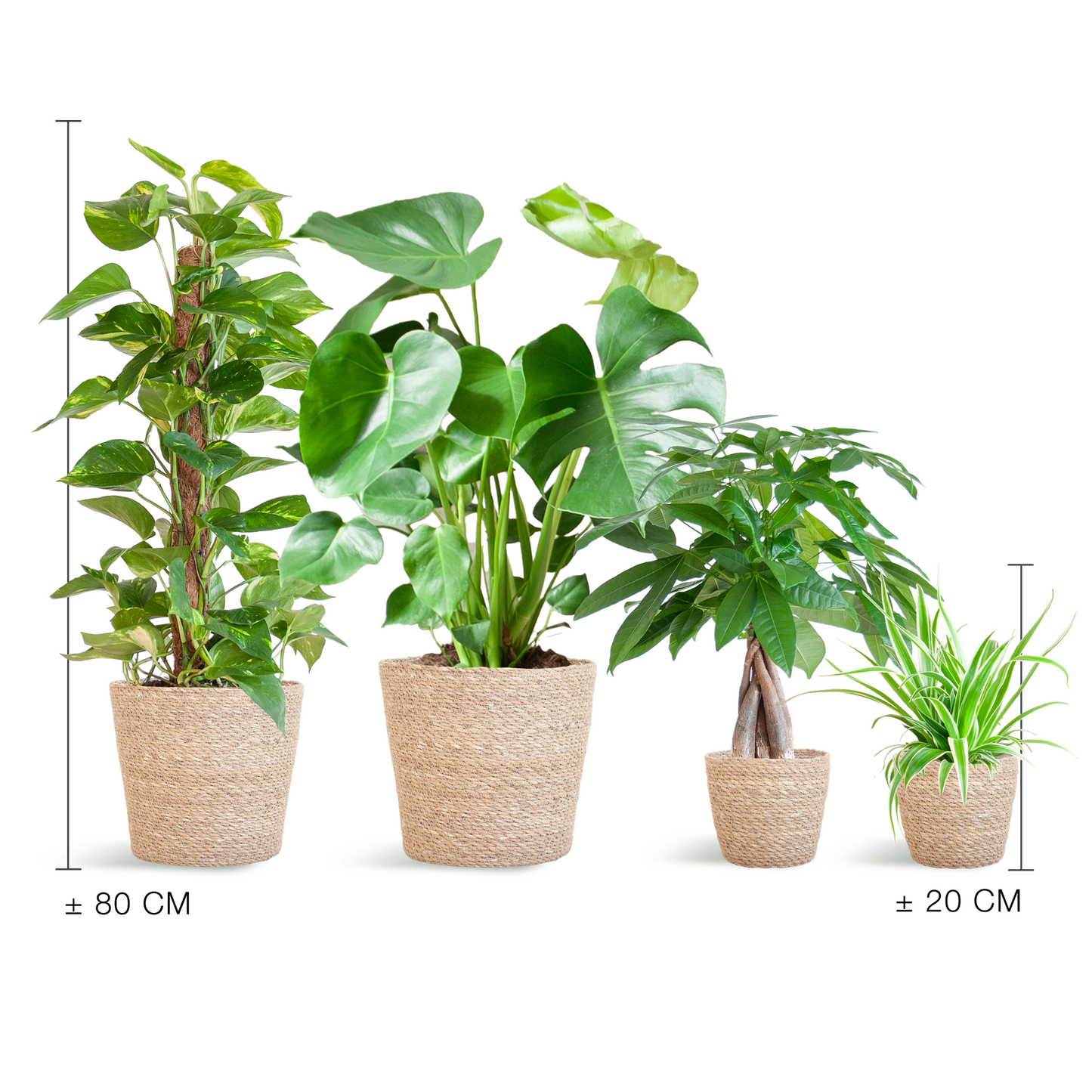 Easy Care Plantenbox medium met 4 onderhoudsarme kamerplanten in beige Sofia mand van zeegras
