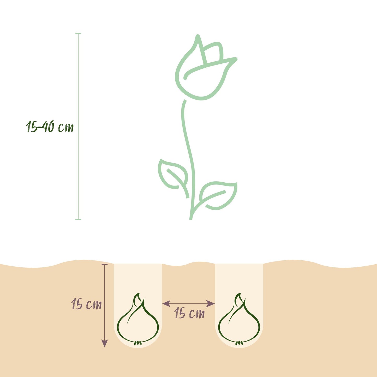 Bloembollen mix uit Holland in cadeauverpakking – kleurrijke bloemen voor tuin, balkon en terras – 125 stuks