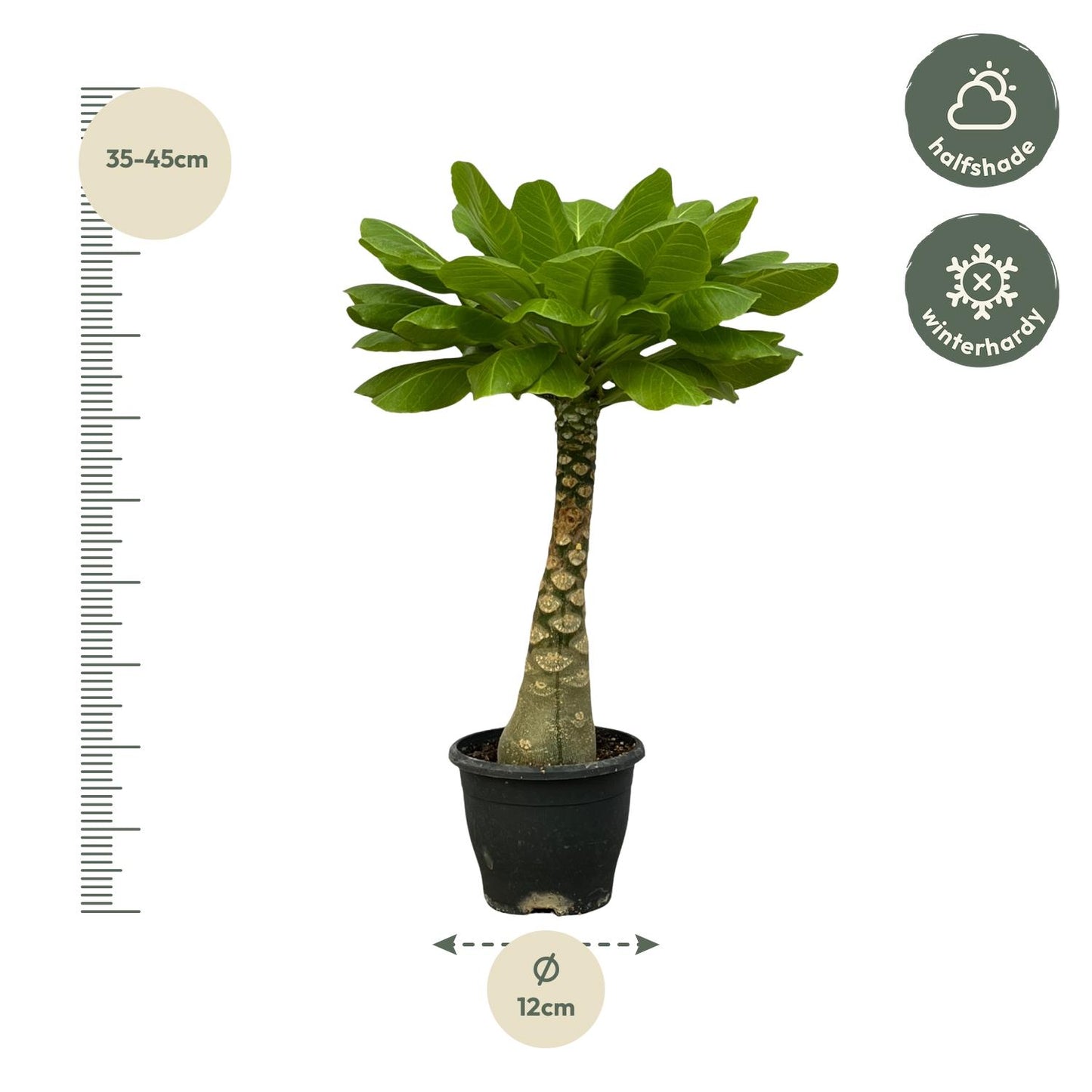 Birghamia Insignis -Hawaiiaanse palm