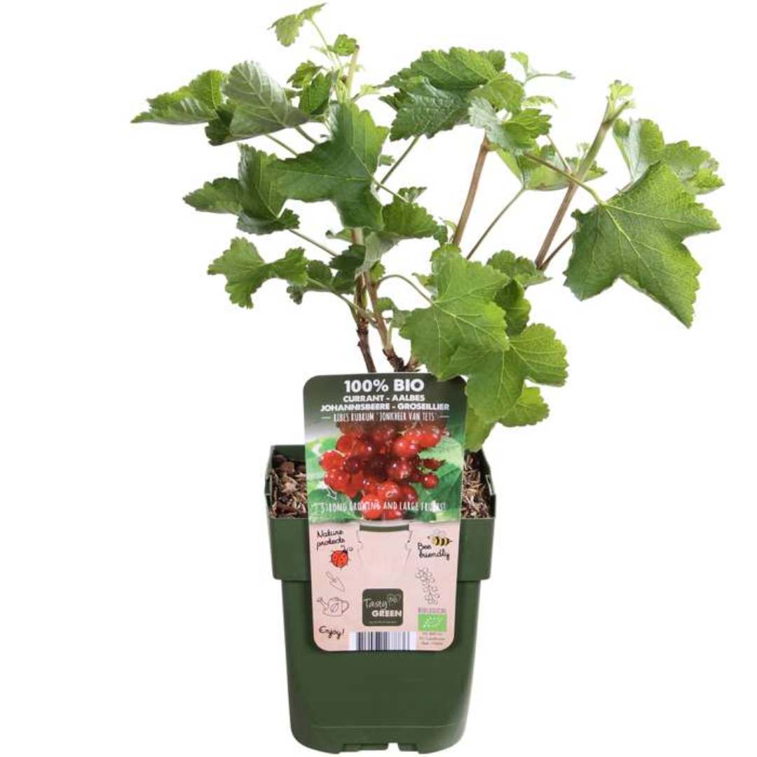 Set van 6 Biologische Kruisbessenplanten – 13 cm Pot – 20 cm Hoog – Heerlijke Bessen uit Eigen Tuin