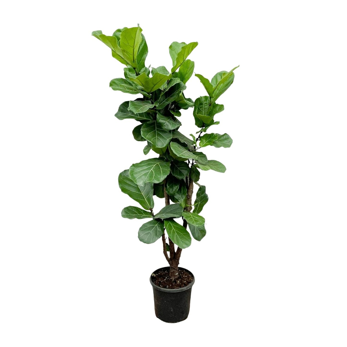 "Ficus Lyrata vertakt – Grote kamerplant met vioolvormige bladeren – 170 cm hoog – Ø32 cm pot – tropische blikvanger"