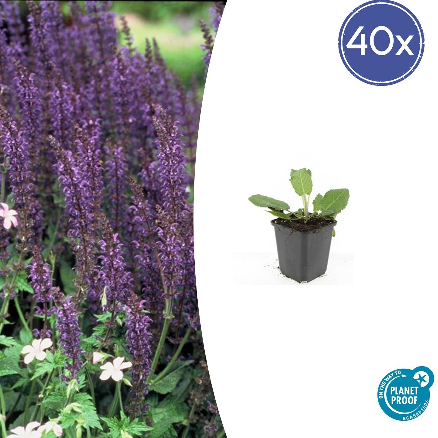 Salvia nem. 'Mainacht' - ↕10-25cm - Ø9cm. 40 stuks