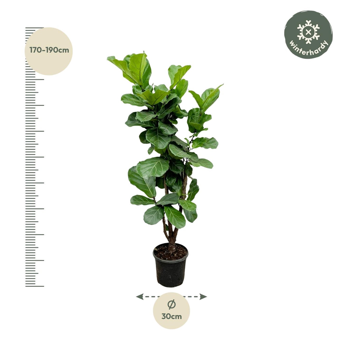"Ficus Lyrata vertakt – Grote kamerplant met vioolvormige bladeren – 170 cm hoog – Ø32 cm pot – tropische blikvanger" Mega plant.