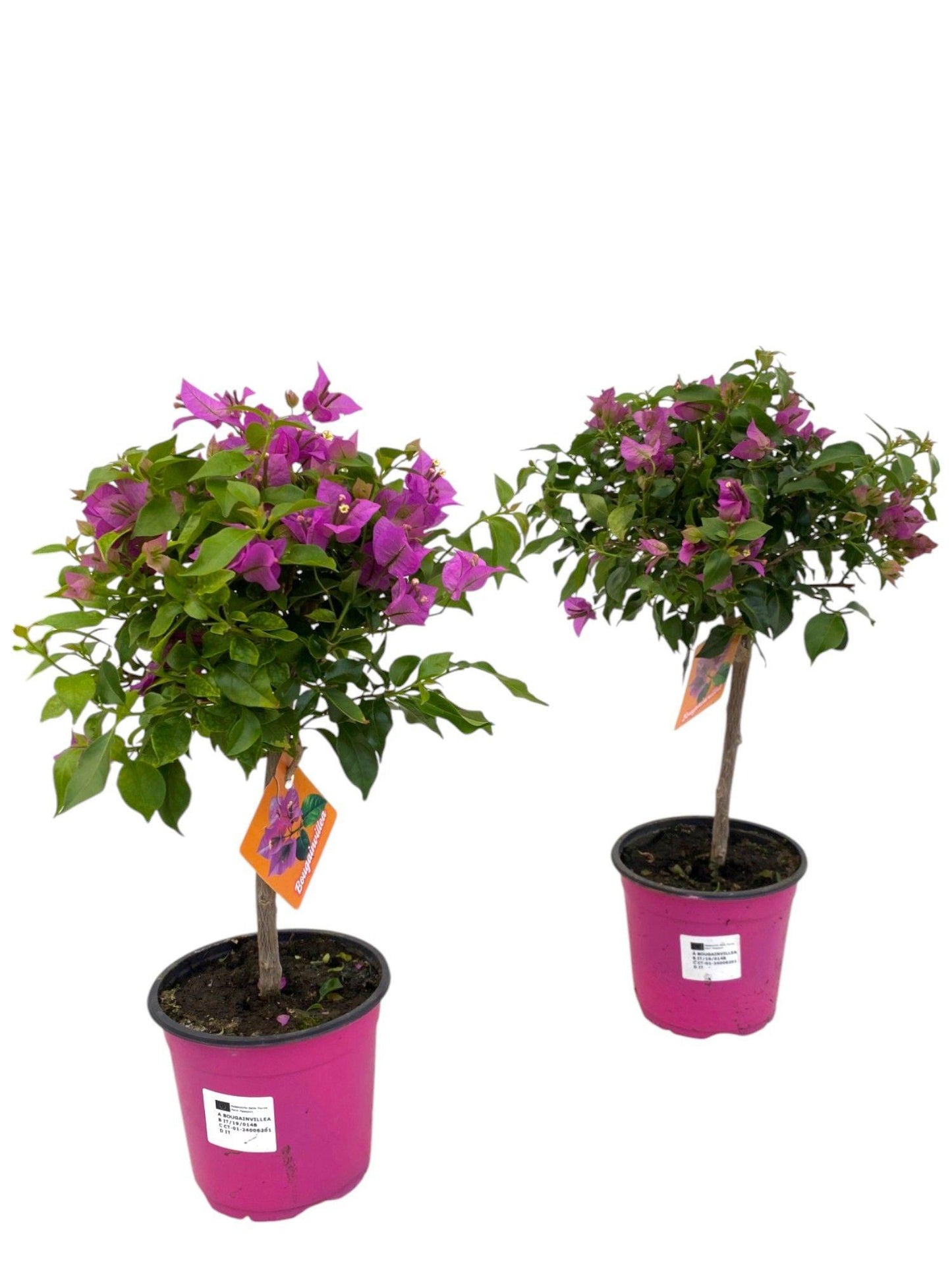 Bougainvillea Sanderiana Op Stam - 1 stuk - Ø17cm - ↕55cm