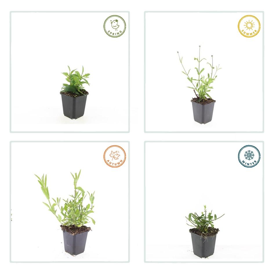 Verbena bonariensis ‘Lollipop’ – compacte paarse tuinplant, vlindervriendelijk en ideaal voor borderbeplanting