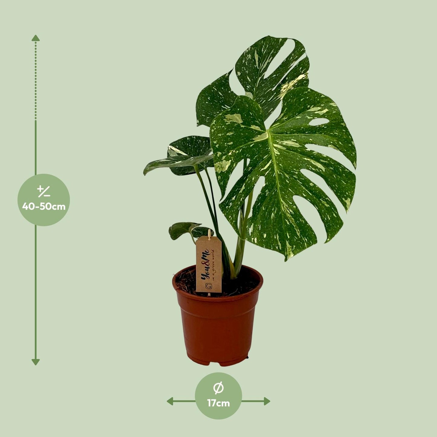 "Monstera Deliciosa – Gatenplant in Ø17 cm pot – ca. 50 cm hoog – tropische kamerplant met grote geperforeerde bladeren"