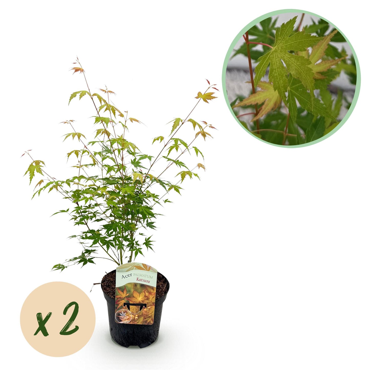 Acer palmatum Katsura oranje kopen online