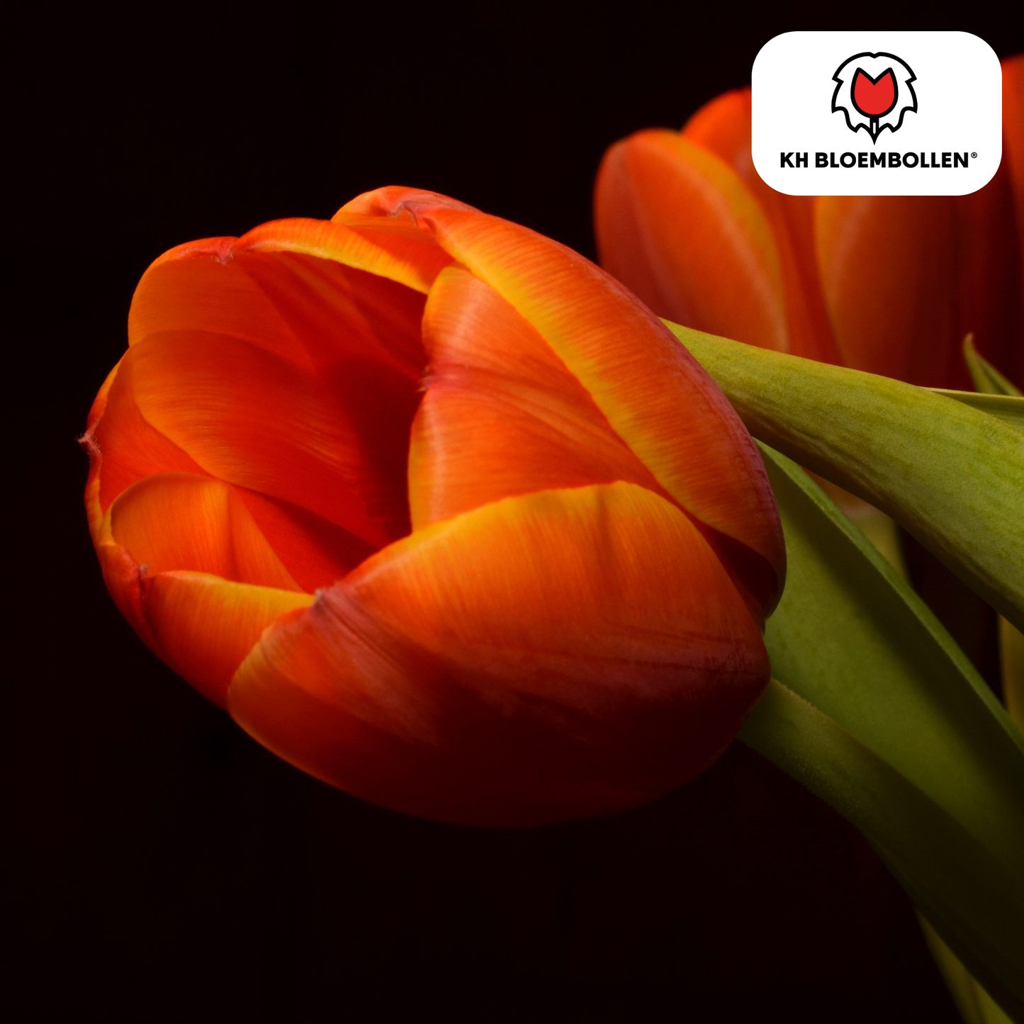 Oranje Dafeng tulpen in de tuin en in potten op terras
KH Bloembollen® Dafeng – sterke oranje voorjaarsbloeier