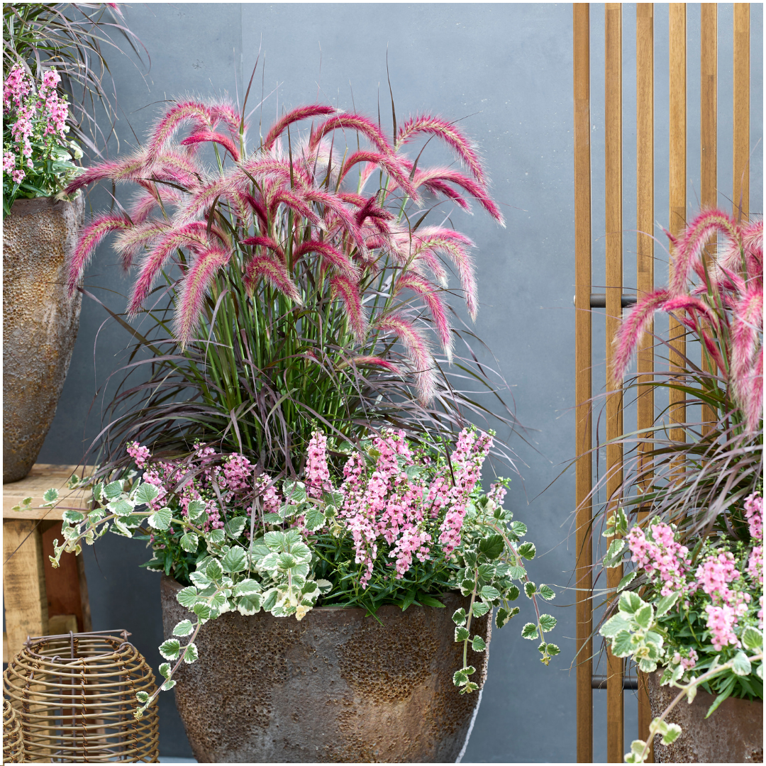 Pennisetum ‘Tiny Tails’ – Set van 2x– Compact Lampenpoetsersgras met sierlijke pluimen – Ø19 cm – ↨ 40–50 cm