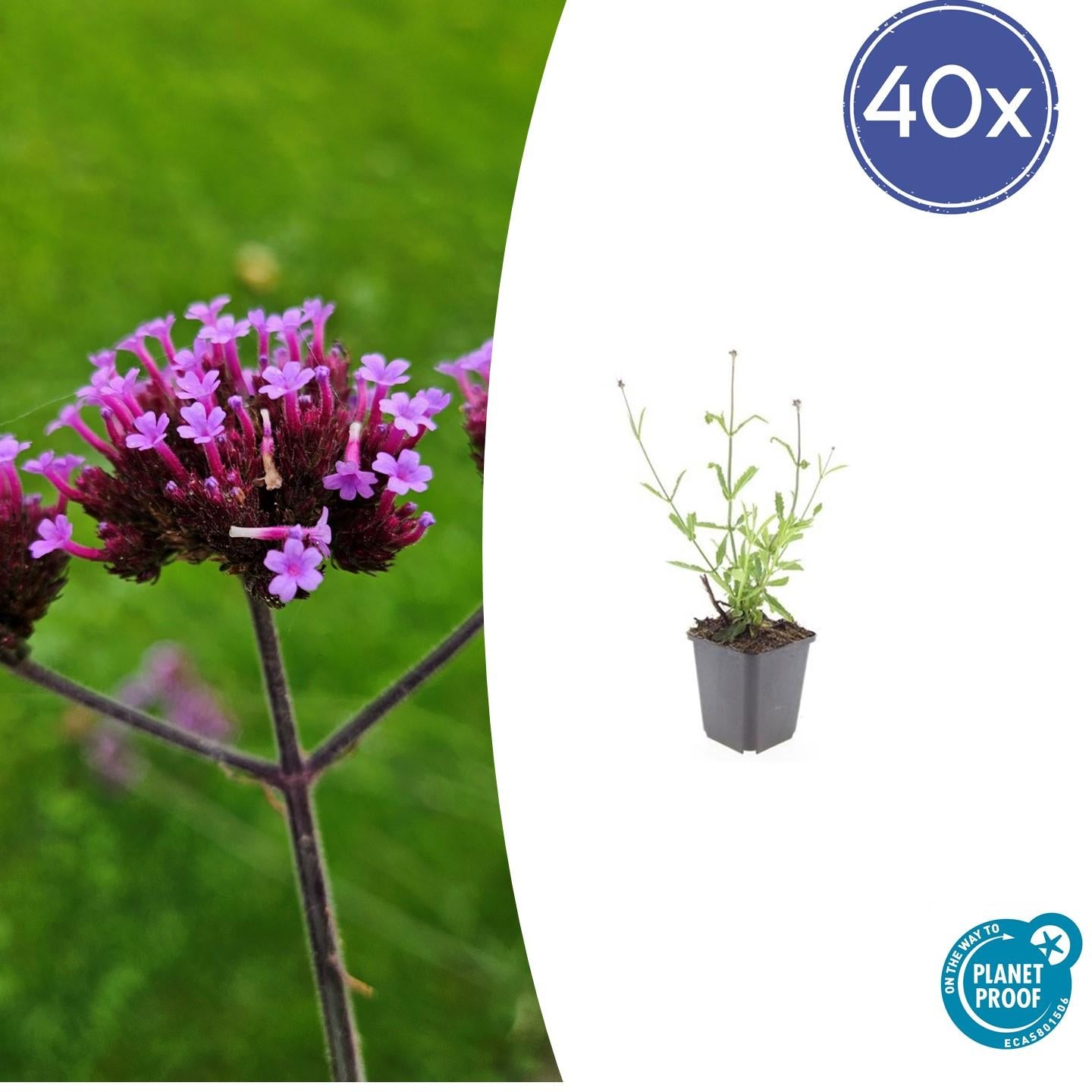 Verbena bonariensis ‘Lollipop’ – compacte paarse tuinplant met rijke bloei – vlinder- en bijenvriendelijke vaste plant, perfect voor border en tuin.